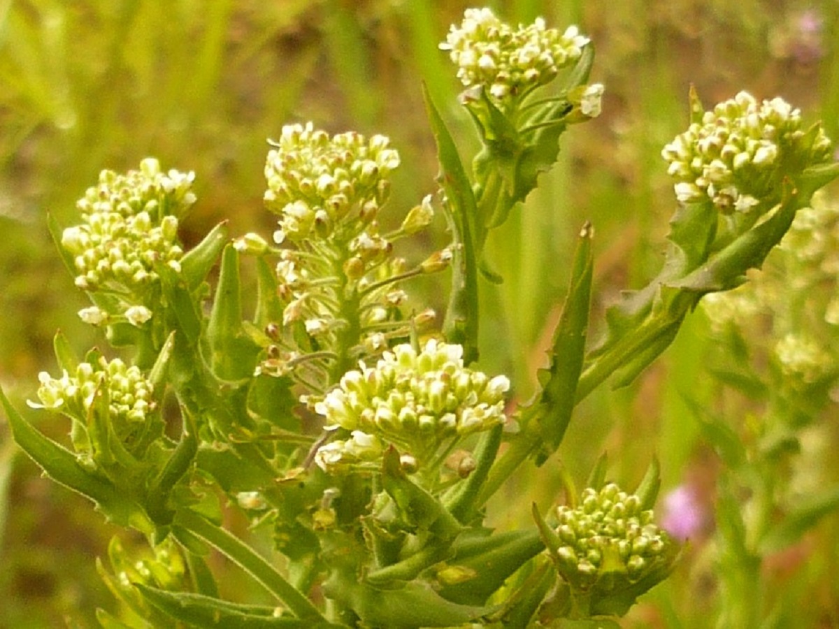 Lepidium campestre (Brassicaceae)